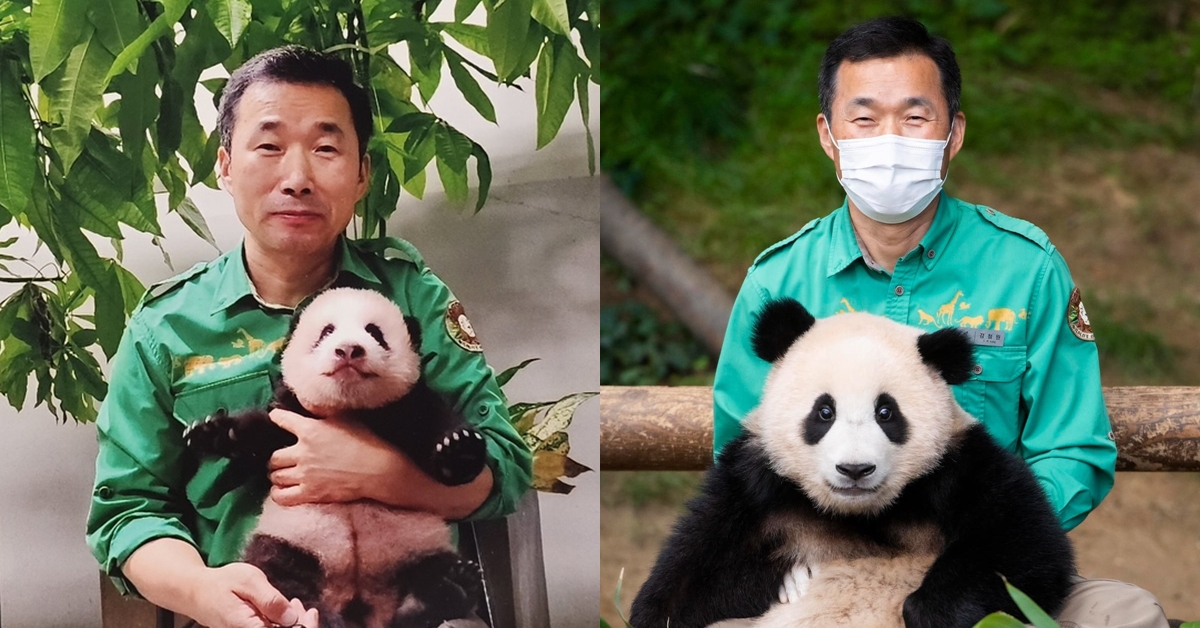 “푸바오 중국 가는 날짜 결정” 쓰촨성 어느 판다기지로 가는지 동물원도 위치 나왔다 (현지사진)