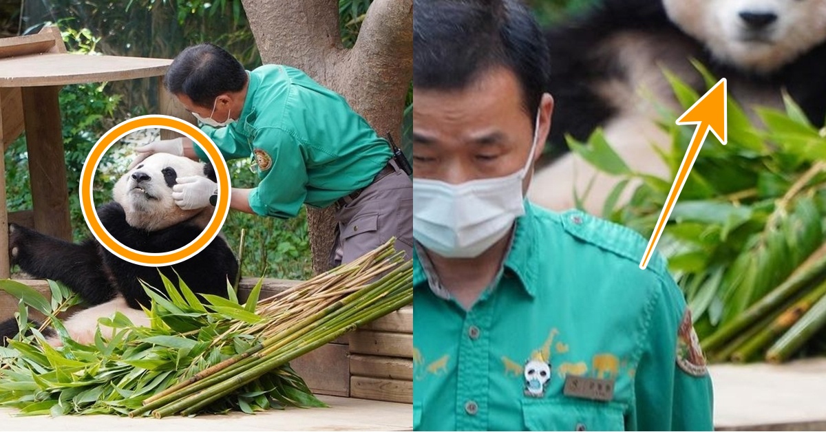 강바오 너무 사랑하던 푸바오.. 독립 첫 날, 할부지 멀어지자 보였던 “평생 잊지 못할 눈빛”