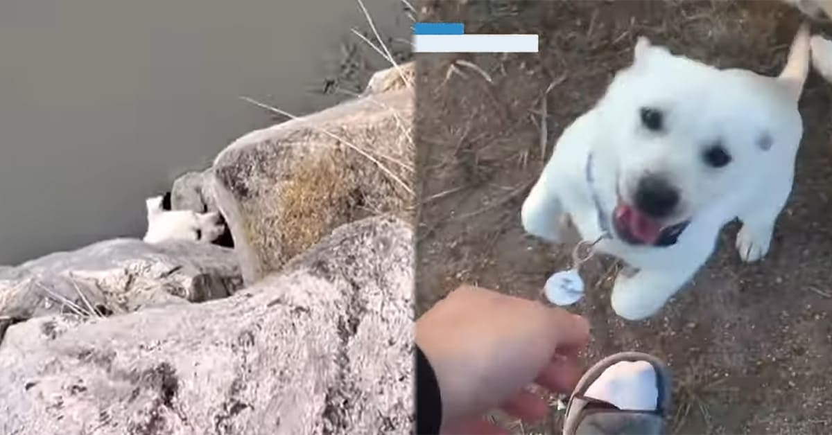 전남 완도 호수에 빠져 죽을뻔한 아기 강아지에 나타난 “작은 고사리손 천사의 정체” (영상)