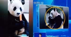 “푸바오를 특별 관리해주는 2명이..” 최근 중국 공영 방송에 보도된 푸바오 소식에 모두 환호했다