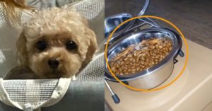 “이 사료 먹이면 위험해요..” 강아지, 고양이 죽인다는 볼드모트 사료 리스트 공개되고 있다
