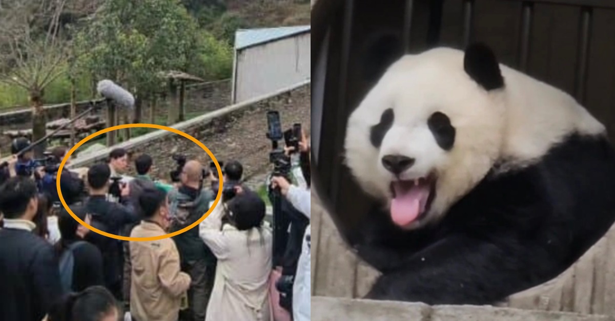 “저 친구가 우리 푸공주 남편이면 좋겠지만..” 에버랜드 동물원장이 실제 탐냈다는 수컷 판다 정체