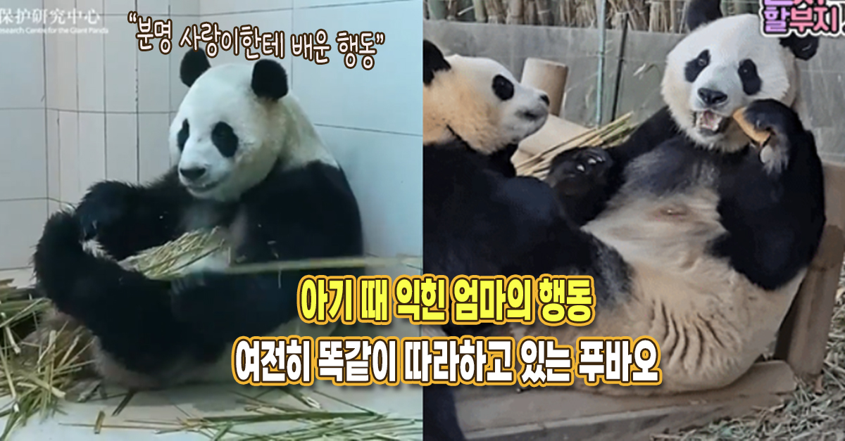 “사랑이한테 배운 행동 아직도..” 여전히 아기 때 익힌 엄마의 행동 똑같이 따라하고 있는 푸바오