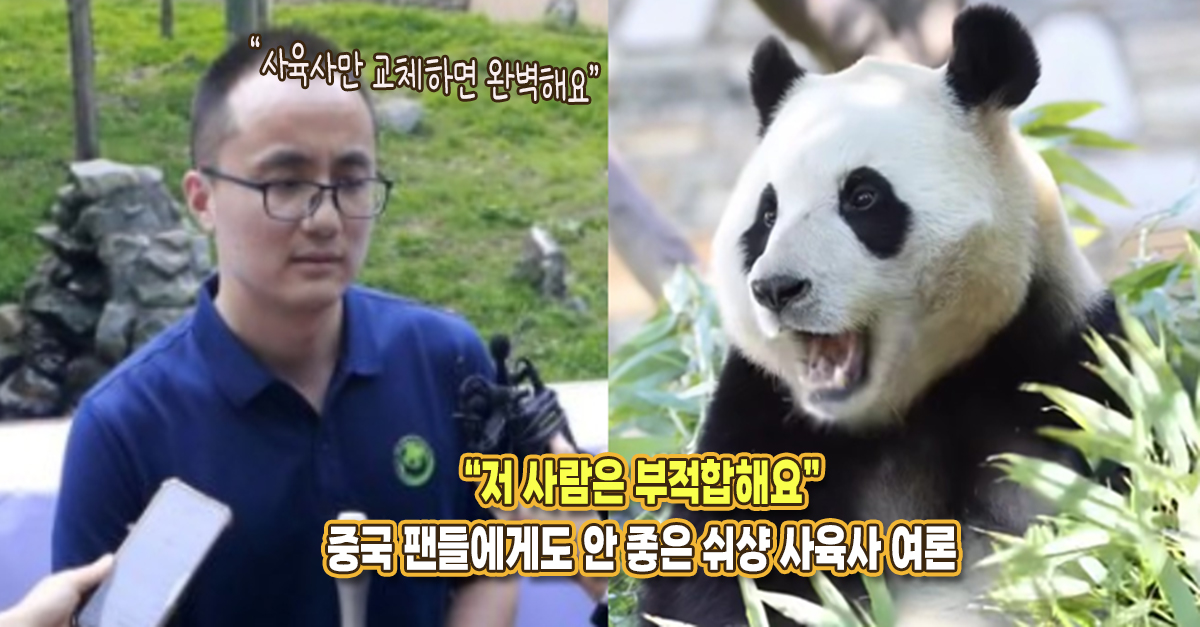 “적합하지 않은 인물이고..” 푸바오 사육사 쉬샹에게 분노한 중국 팬들의 SNS 글