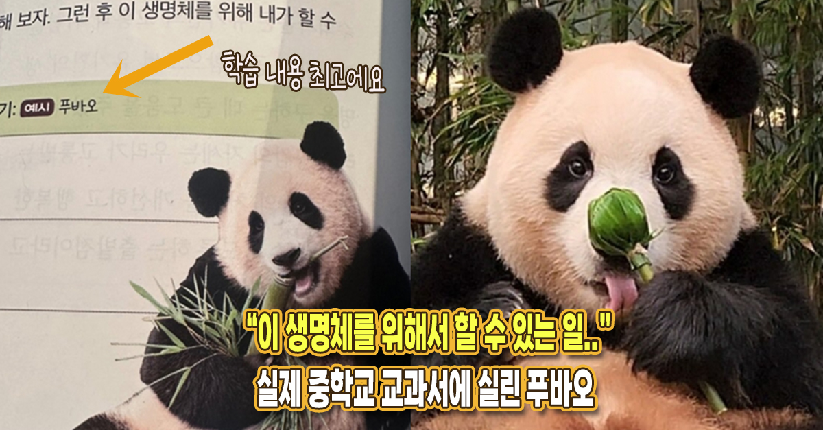 “이 생명체를 위해 할 수 있는 일은..” 실제 중학교 교과서에 실렸다는 푸바오 관련 내용